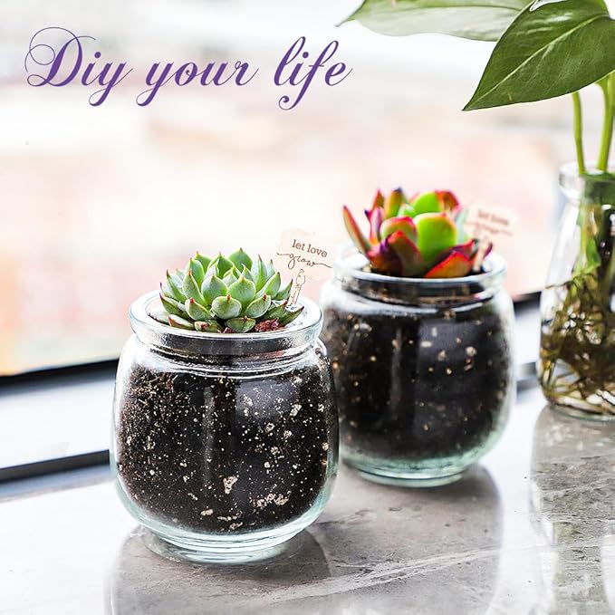 Syntic 40 Pack Small Glass Jars