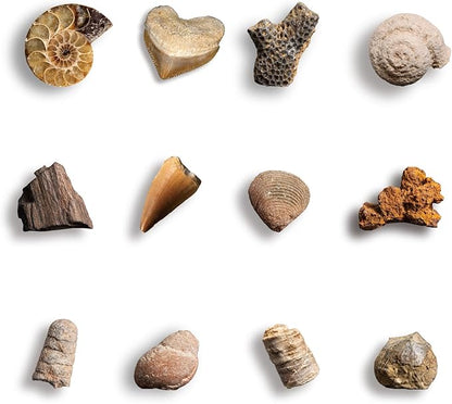 Byncceh Mega Fossil Dig Kit - Dig Up 12 Real Fossils Including Sharks, Dinosaurs & Ammonites - Archaeology Paleontology Science STEM Gift for Kids Ages 6-12